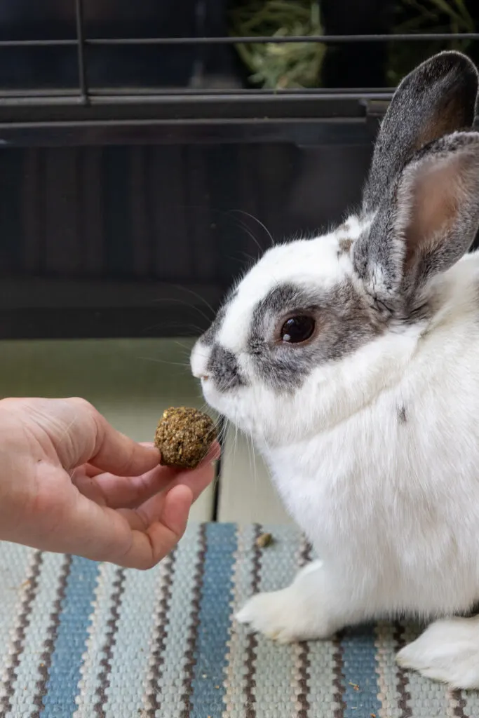 Rabbit treats best sale